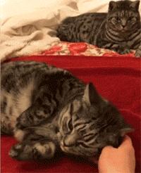 对猫咪道歉的动作,主人给猫咪道歉该怎么用猫语说