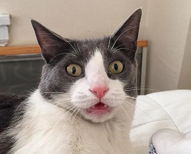 摸猫咪的时候猫咪咬人怎么纠正,怎么改正猫咪爱咬人手玩的习惯