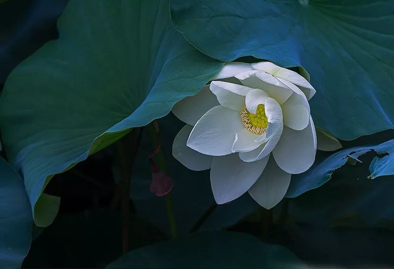 6种常用的构图法,掌握7种构图技巧