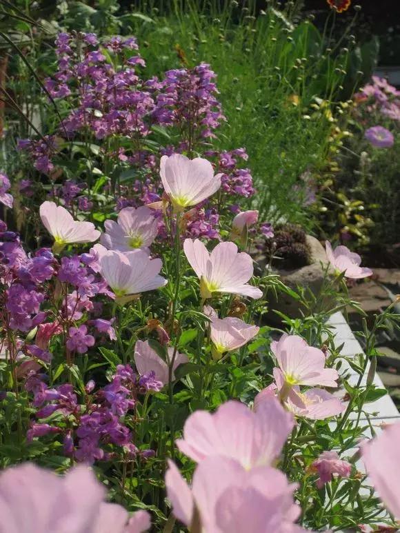 花儿养不好一定要学会这几招,花儿总是养不活