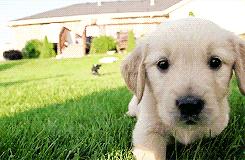 拉布拉多犬真的有尴尬期吗,拉布拉多犬尴尬期的变化