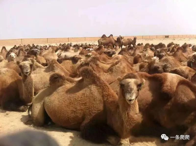 骆驼奶比羊奶好吸收,骆驼奶比牛奶好在哪里
