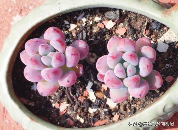 都说多肉漫画汤姆很娇气,我偏偏就不信,夏天也要丢在外面全露养