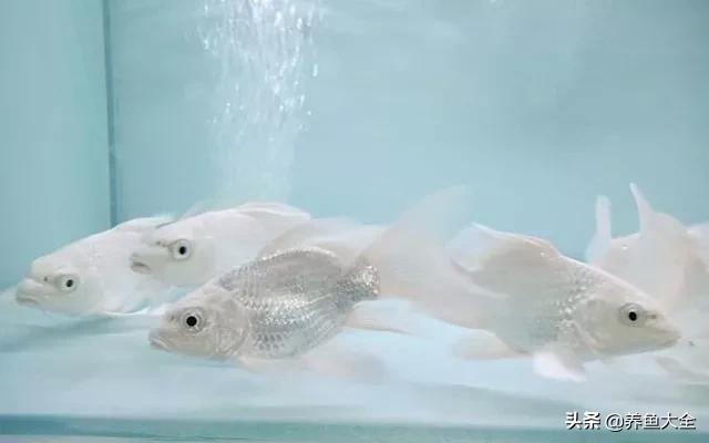 白金蝴蝶鲤一般养几条,白金蝴蝶鲤水温多少最好