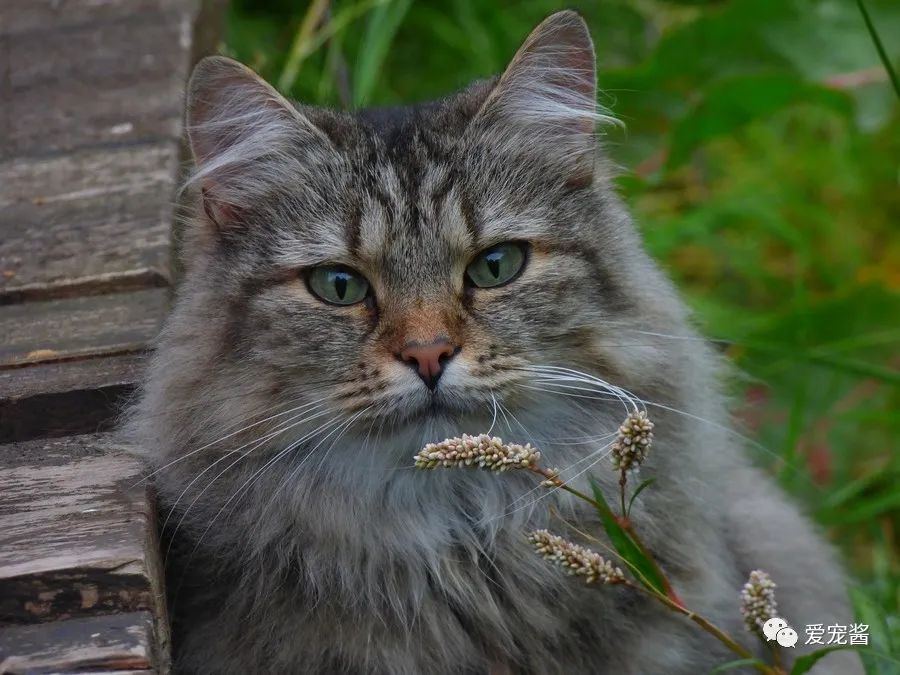 如何领取一只猫咪,如何获得一只猫咪