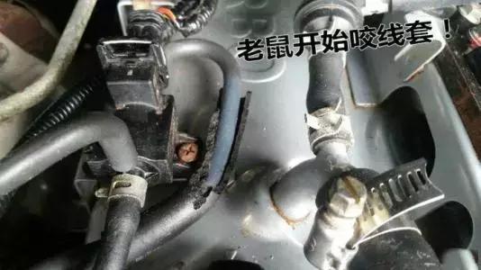 老鼠从哪里钻进车内,老鼠是怎么钻进车里的