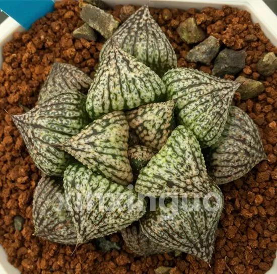 郭氏---台湾行之李瑞斌大棚及布楚礼多肉植物园游记