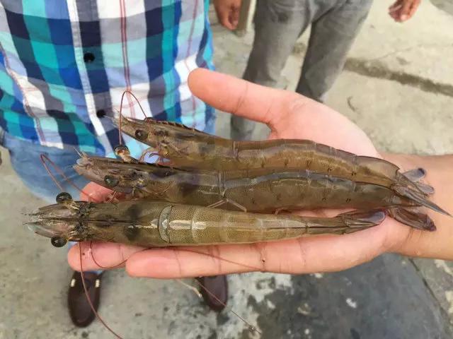 对虾养殖需要过滤吗,对虾养殖需要曝气增氧吗