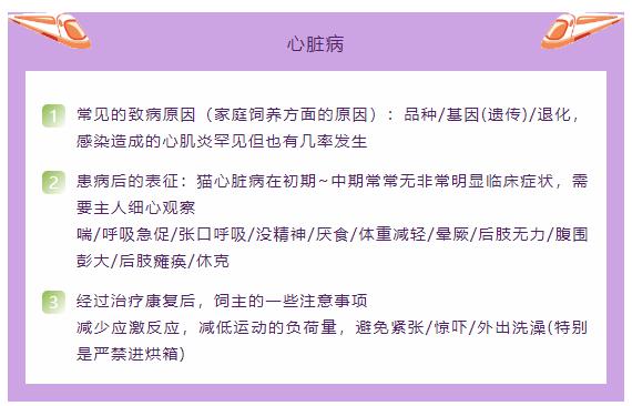 猫只喂火腿肠能活吗,猫因为脂肪肝导致完全不能进食