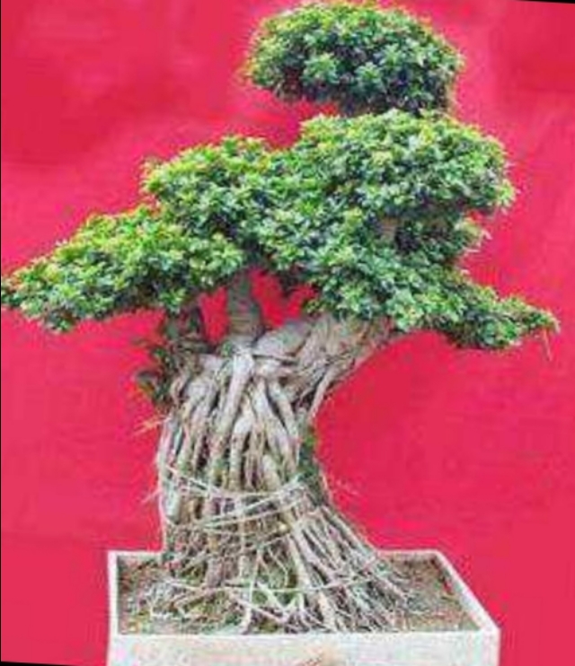 小根榕树盆景制作,榕树怎么盘根好看