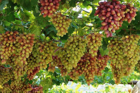 吐鲁番有哪些葡萄种植,新疆吐鲁番葡萄沟葡萄有哪些种类