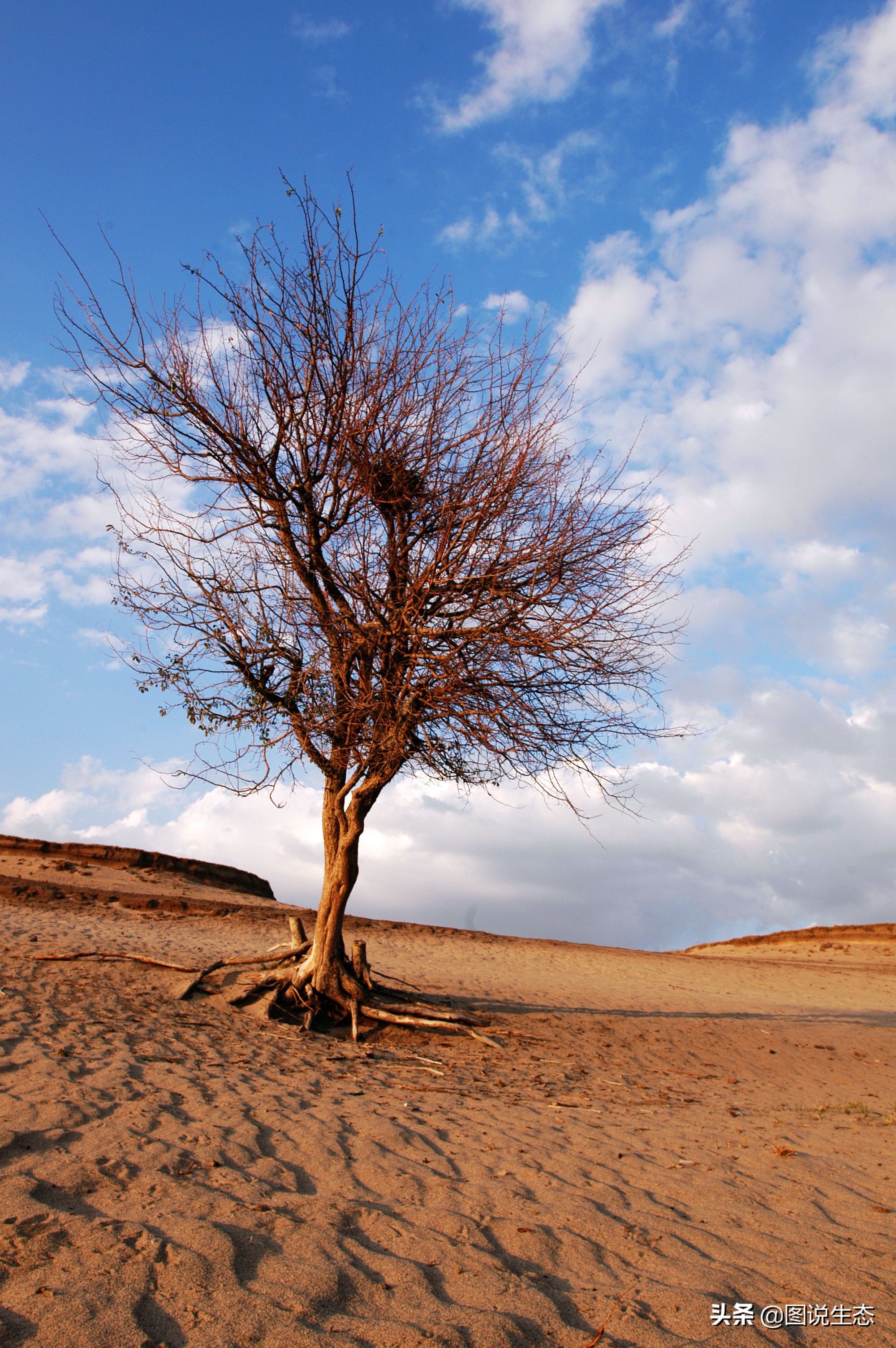写出最真实的塞罕坝，永远是居住在塞罕坝的主人，请听他们如何说