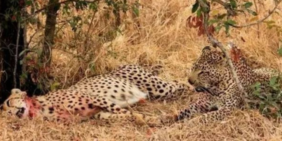 花豹捕食猎豹全过程,猎豹牛羚捕杀技巧