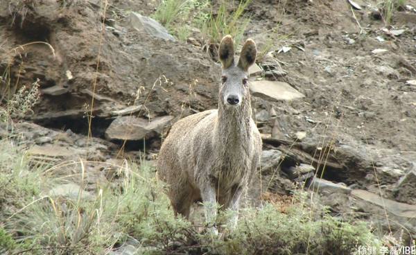 不知道怀孕用了马应龙,孕中期涂了马应龙