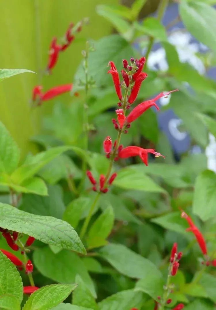观花草本植物推荐,最具观赏性的观叶植物