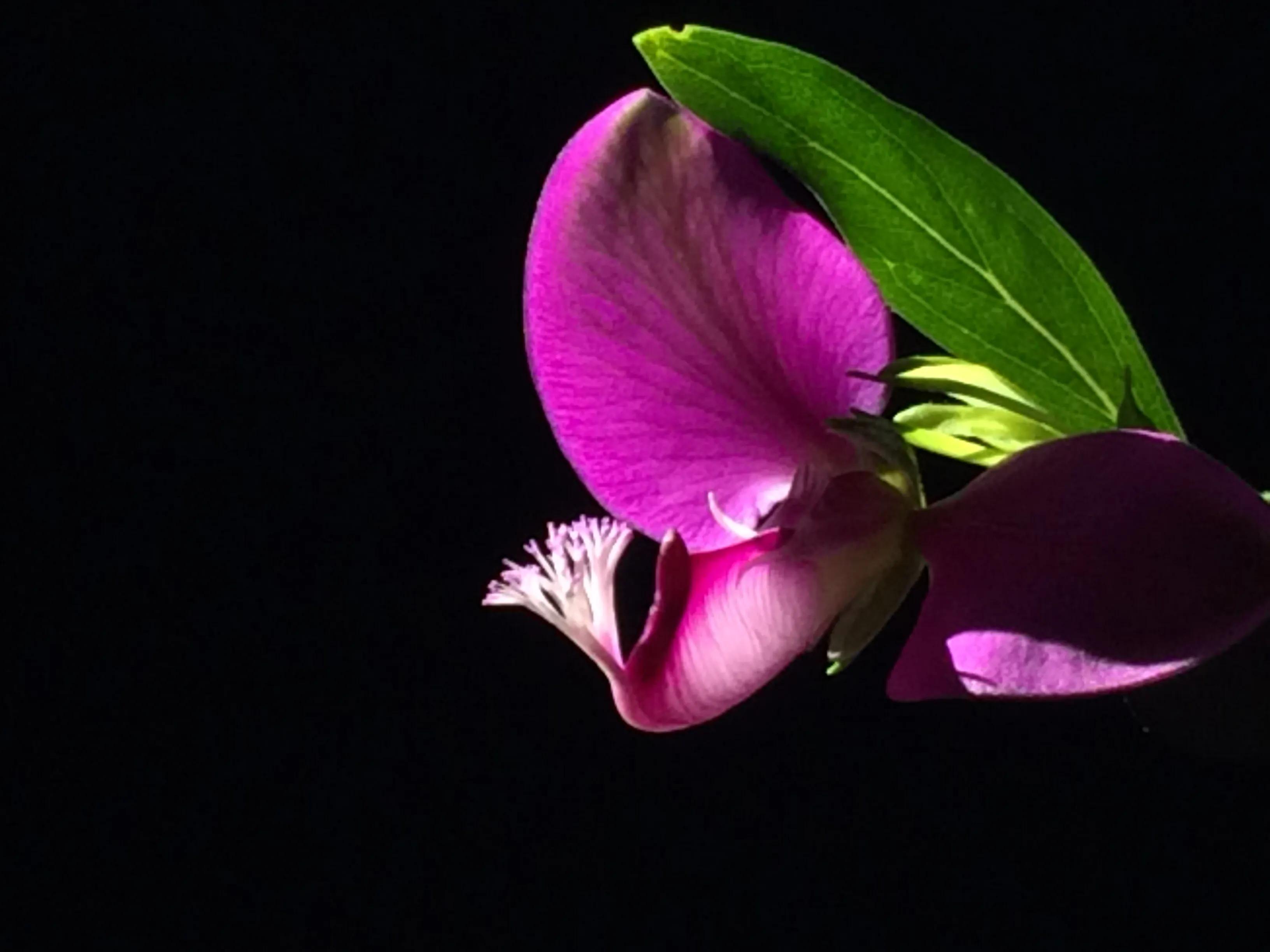 手拍世界（手机摄影平台）-群员作品集（总第671期）