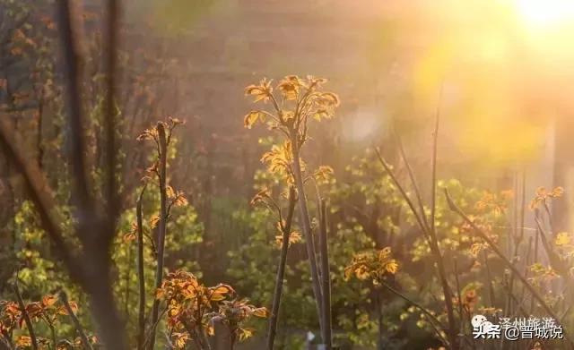 “椿暖花开”来晋城泽州这个村子让你“香椿自由”！