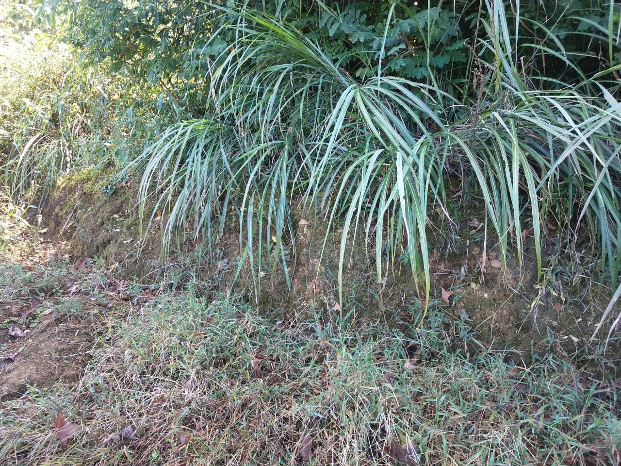洮阳古城在哪里,洮阳城遗址