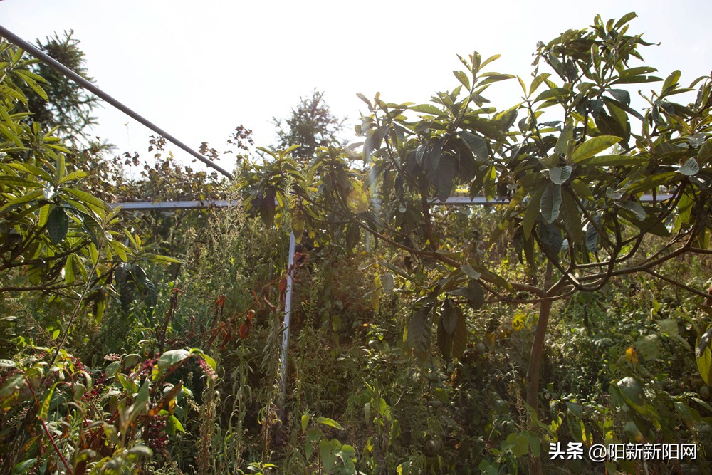 阳新县新闻,湖北鄂州阳新新闻