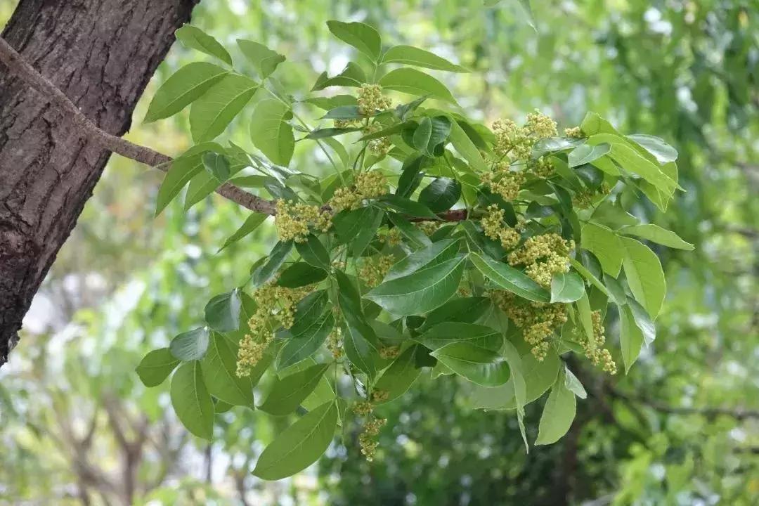 每日花语金盏花,桃花心木的种树方法