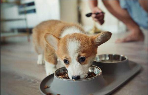 新手可以饲养柯基吗,饲养柯基6大禁忌你做过几个