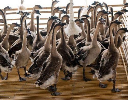 养肉鹅养哪个品种,什么品种的肉鹅容易饲养