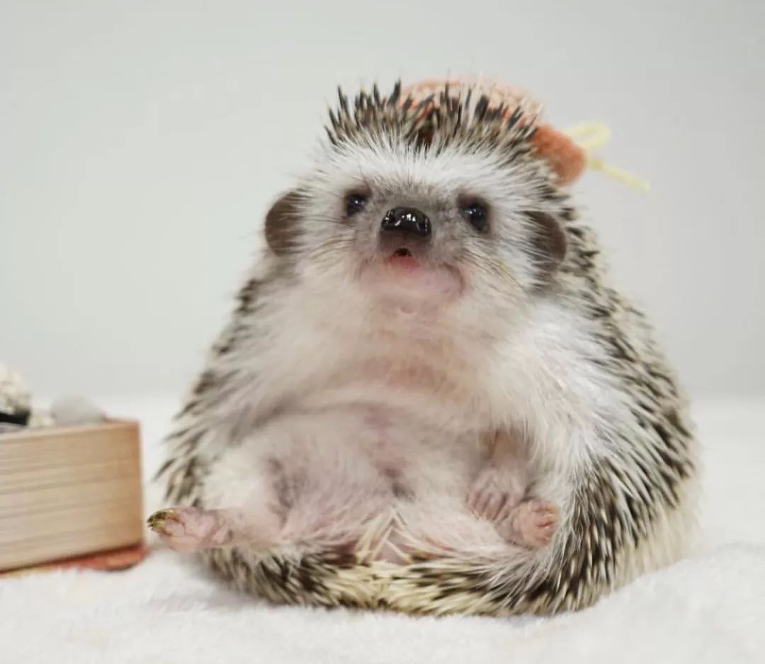 养一只戏精宠物是什么体验,养了一只小狐狸是什么体验