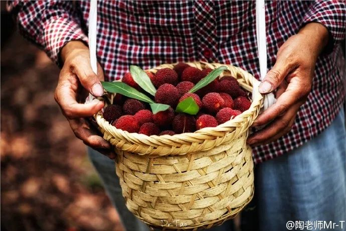 吃上一颗杨梅,正宗苏州杨梅