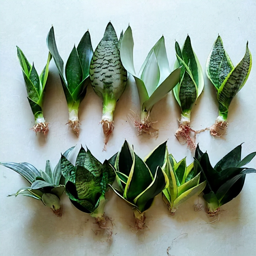 这“38种花”,当你开始收集品种时,你已入坑颇深