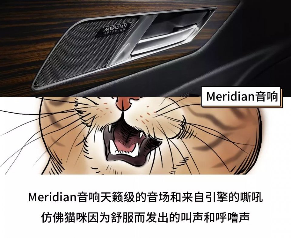 城市里养猫的人非富即贵,有多少人养猫家里有钱了