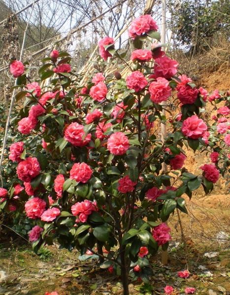 兰馨花怎么养,兰馨花的种植方法