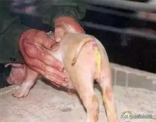 养猪技术猪奶水少怎么办,哺乳期仔猪腹泻最快解决方法