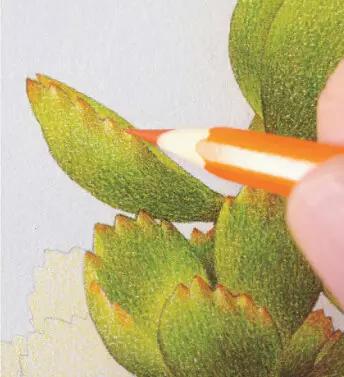 彩铅画入门教程多肉,彩铅画教程入门多肉