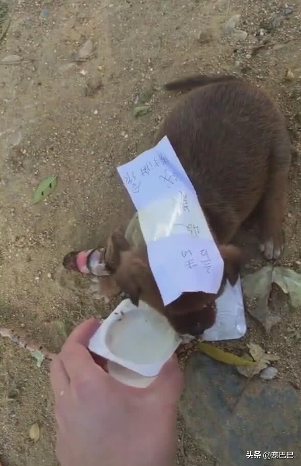 小狗腿骨折一碰它就咬,小狗腿受伤了吃东西吐