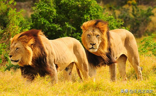 阿明乌干达晚年,阿明统治下的乌干达