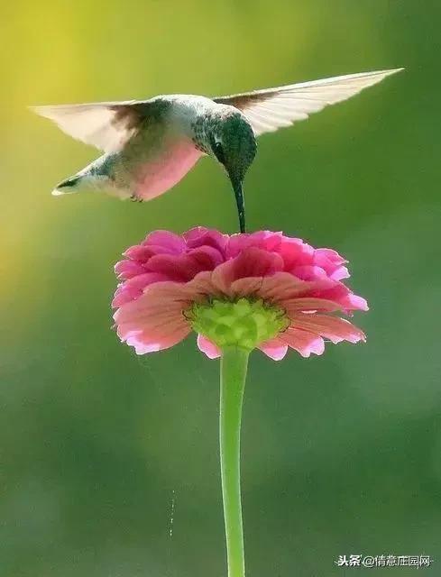 一只会听人话的小鸟,小鸟戴帽子变脸