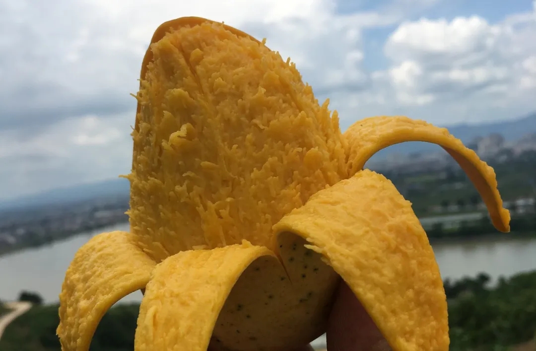 疫情严重果农沙糖桔卖不出去,疫情防控造成红薯滞销