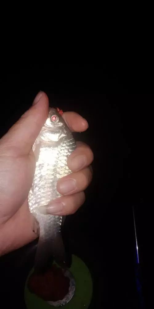 本汀财神鲫竿,本汀财神鲫完整版