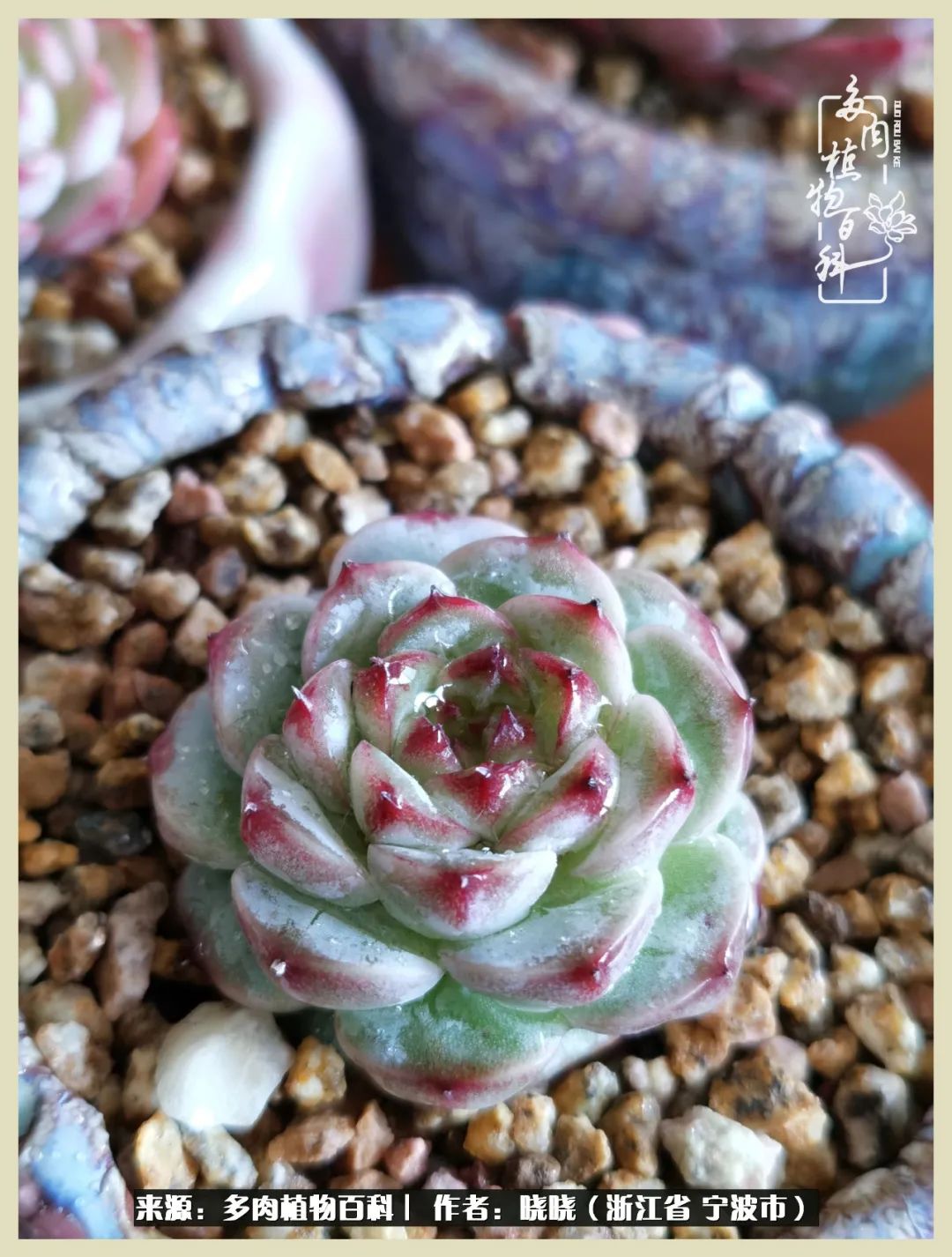 对多肉的热爱深入骨髓,当激情退却希望你依然保持热爱