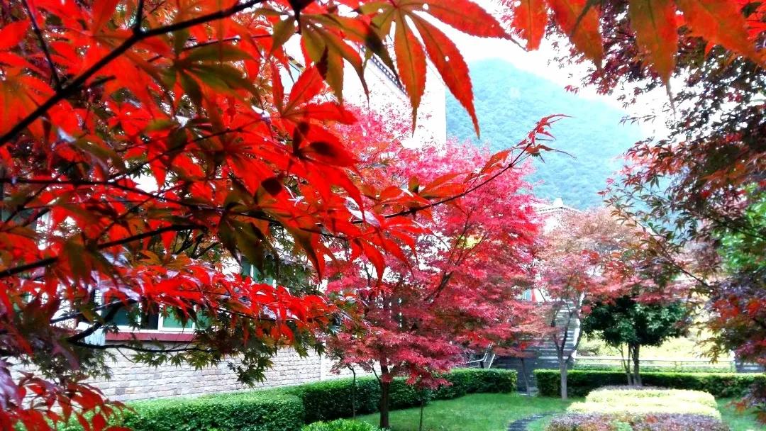 秋天的怀念作者,秋天的怀念