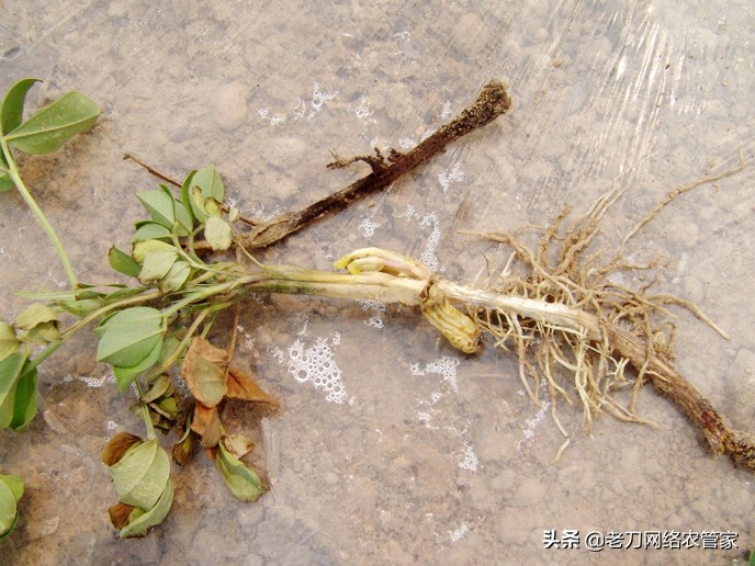 花生出苗不久死苗喷药几天有效,花生出苗后烂根发霉死苗怎么办