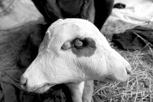 怀孕母牛有流产迹象该怎么办,预防母牛流产有什么好药吗