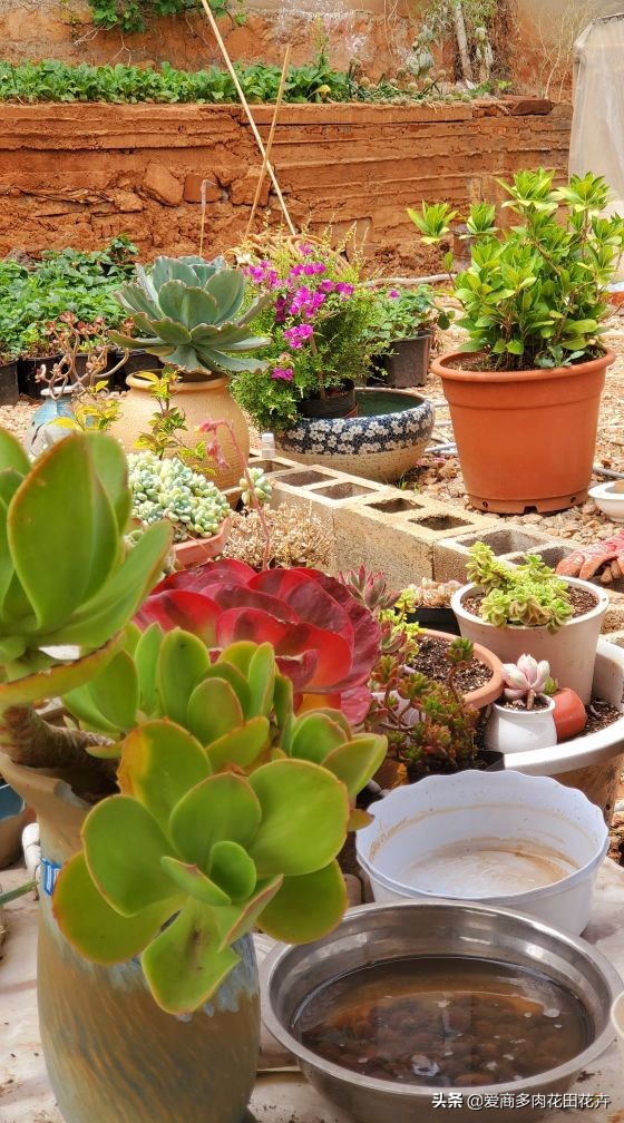 澶氳倝绉嶆鍒涗笟鍚堜綔,澶氳倝绉嶆鍒涗笟椤圭洰