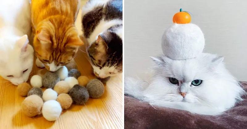 路边随便采野花,路边哪些草可以当猫草