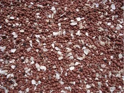 一年的鸽子怎样养家,鸽子怎么养得又快又好