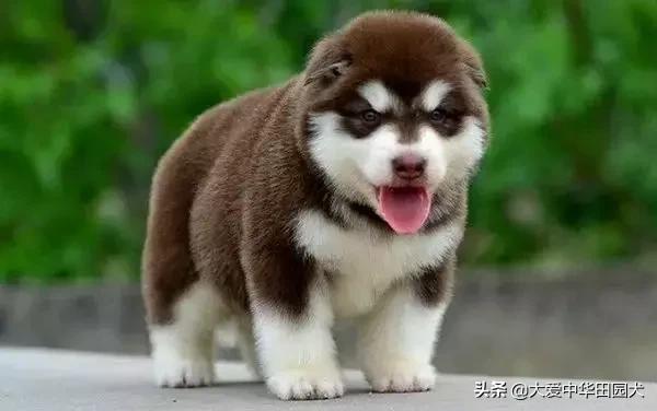 哪种狗既能看家护院又不乱咬人,什么狗不挑食会守家对主人忠诚