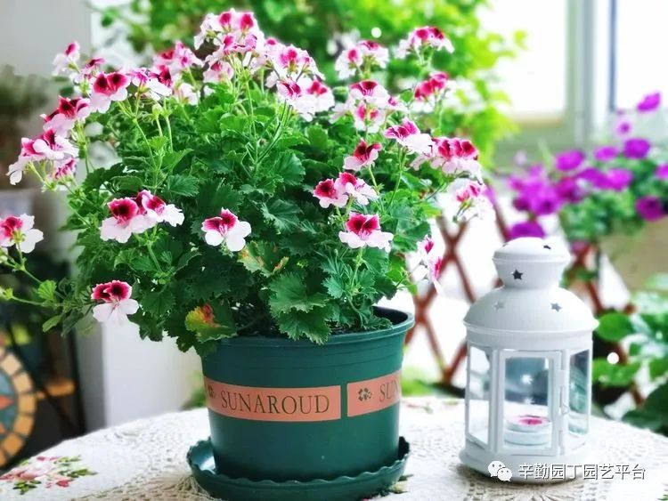 （2021）园丁奖阳台组《008号》星星的花园