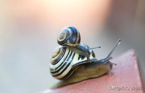 花园葱蜗牛：被人误解了上百年的小家伙，“其实我只对...