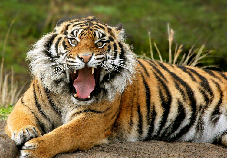 羚羊与华南虎,华南虎和藏羚羊