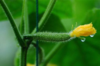 旱黄瓜和普通黄瓜有什么区别,黄瓜是旱黄瓜好还是水果黄瓜好
